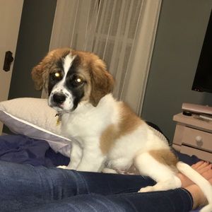 Meet your Posher, Trevor